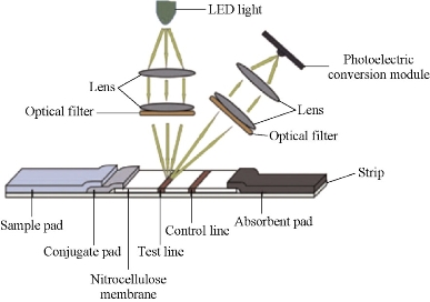 D:\xwu\Nano Biomedicine and Engineering\Articles for production\排版\8(3). Wang Kan\fig\wkt15.jpg