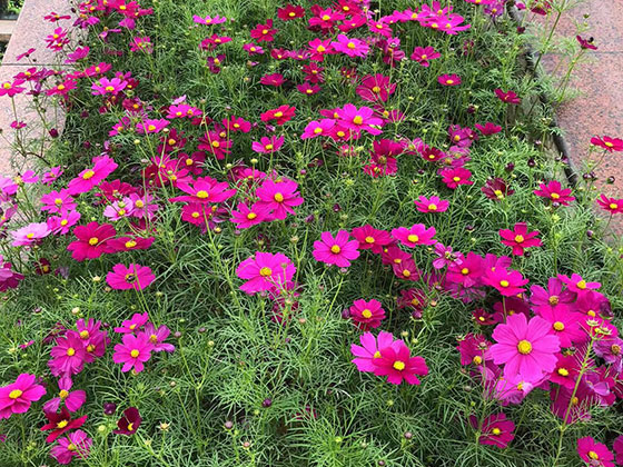 苏州花卉批发市场-阳台绿化设计