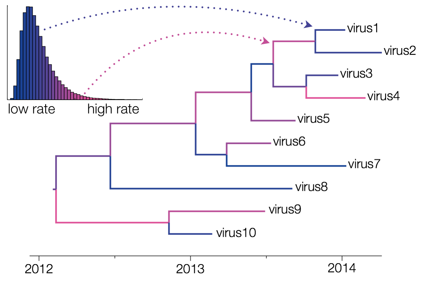 uncorrelated relaxed clock model