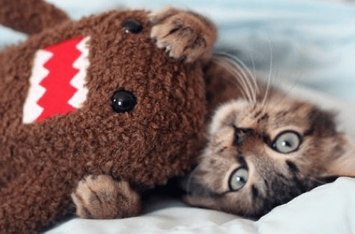 domo kun