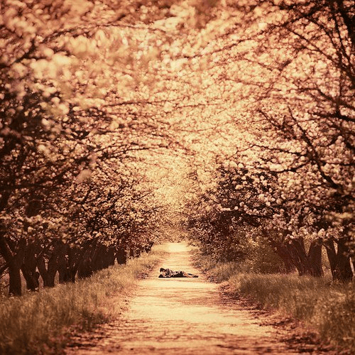 Tree-lined street