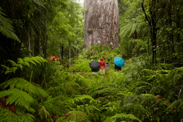 Most Beautiful Forest