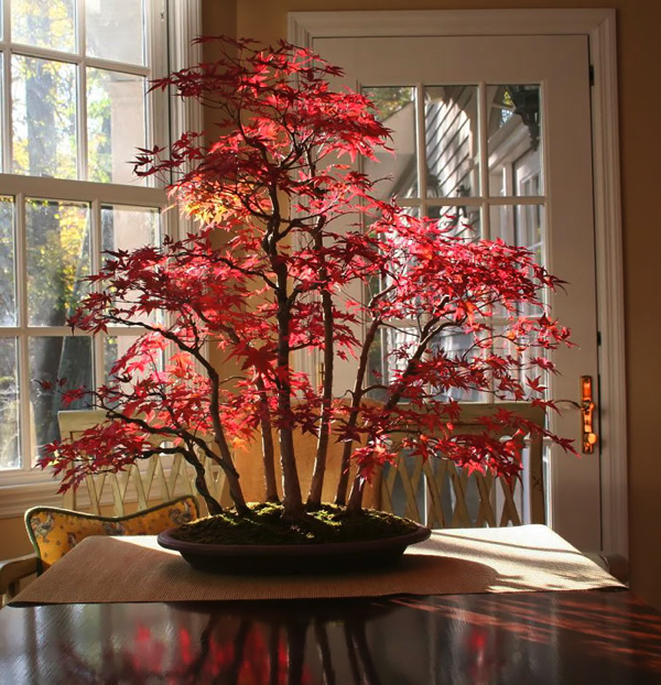 Most Beautiful Bonsai Trees