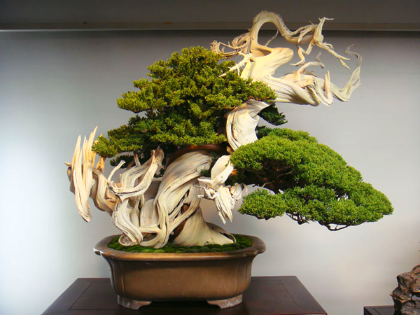 Most Beautiful Bonsai Trees