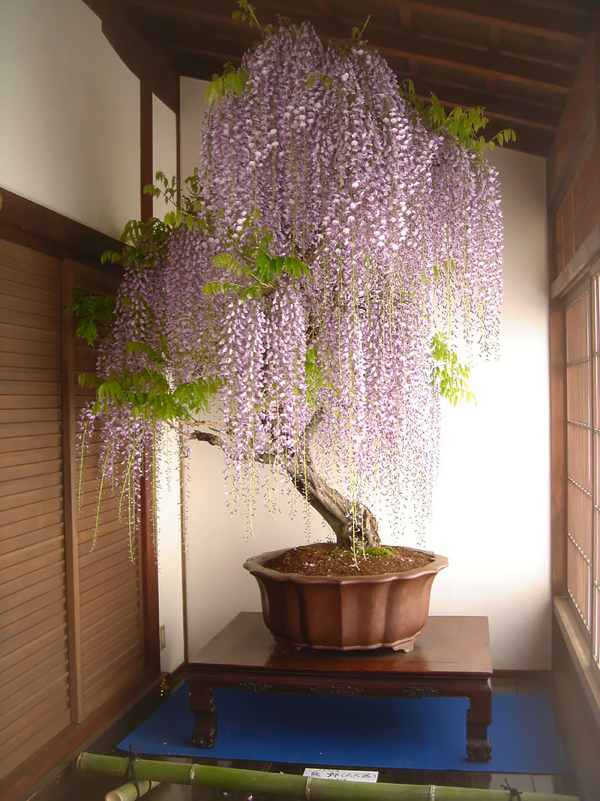 Most Beautiful Bonsai Trees