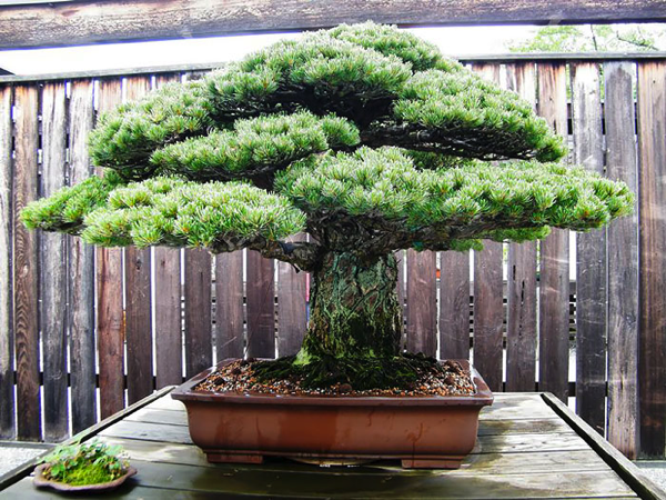 Most Beautiful Bonsai Trees