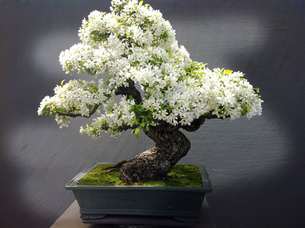 Most Beautiful Bonsai Trees