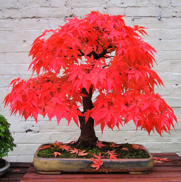 Most Beautiful Bonsai Trees