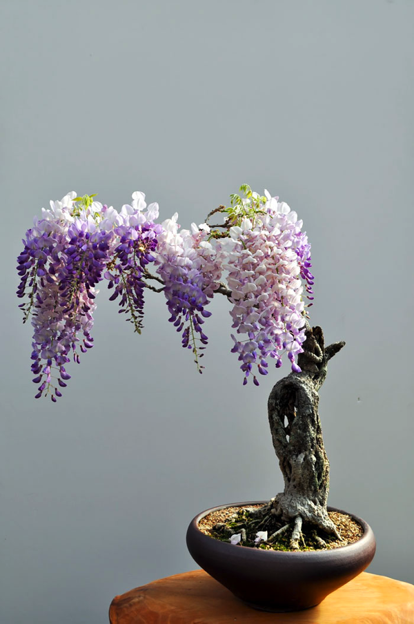 Most Beautiful Bonsai Trees