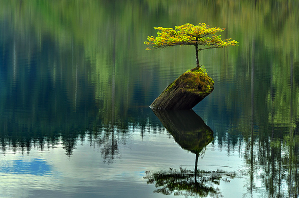 Most Beautiful Bonsai Trees