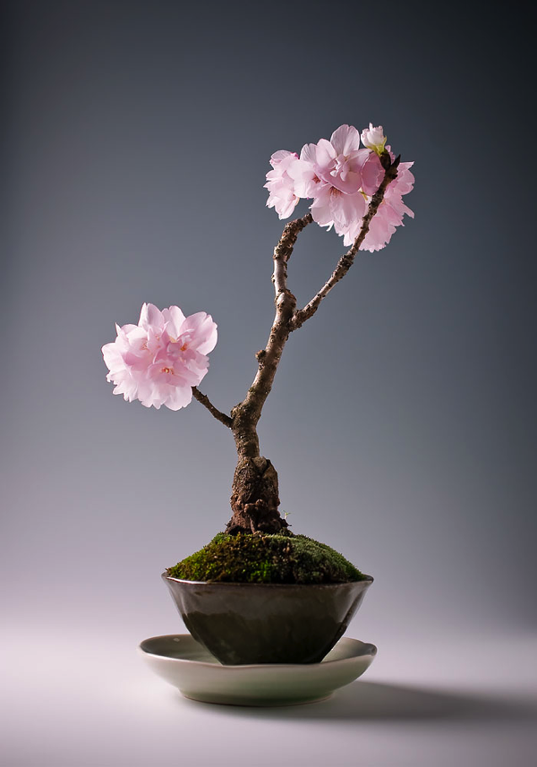 Most Beautiful Bonsai Trees