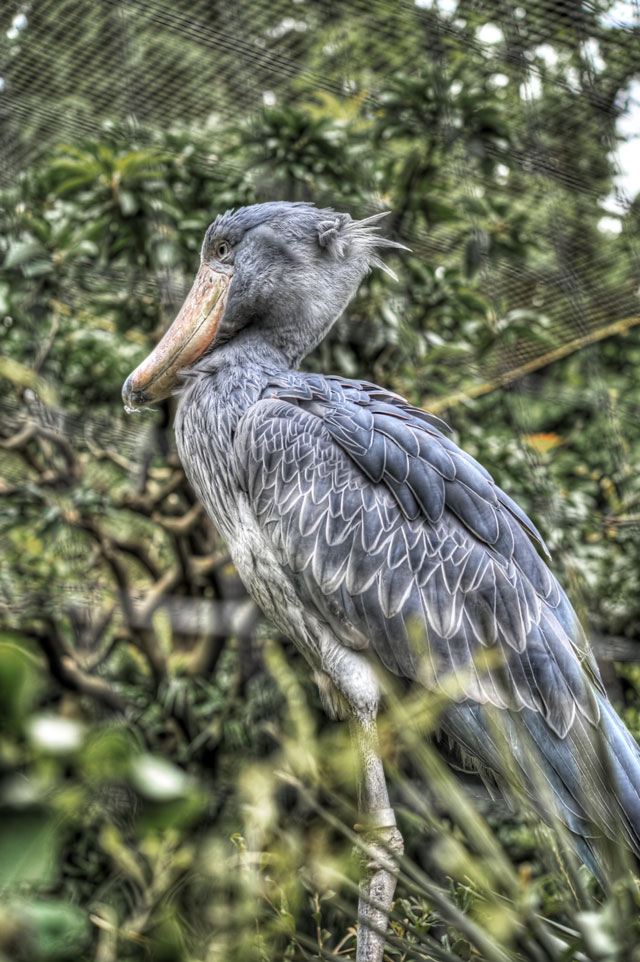 ブラケットをブレなく撮らせてくれる動物、ハシビロコウ