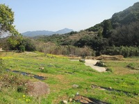 菜の花の咲く山　放棄地再生終了