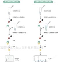 蛋白 Pull Down（蛋白和蛋白互作）