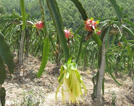 火龙果种植