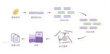 被子植物353个单拷贝核基因靶向捕获测序