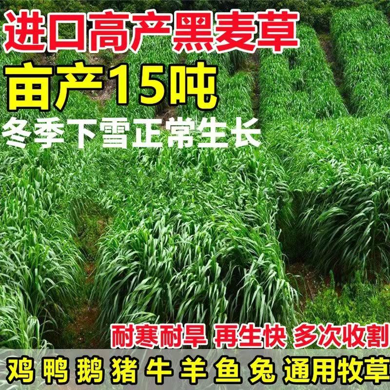 河南鄢陵县常青草种草籽专营店批发绿化草种籽