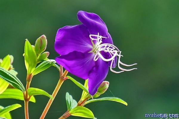 野牡丹的花语是什么呢 野牡丹的种植有什么注意的呢