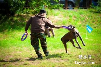 福州台江专业宠物训练师 宠物犬行为习惯纠正 可接送