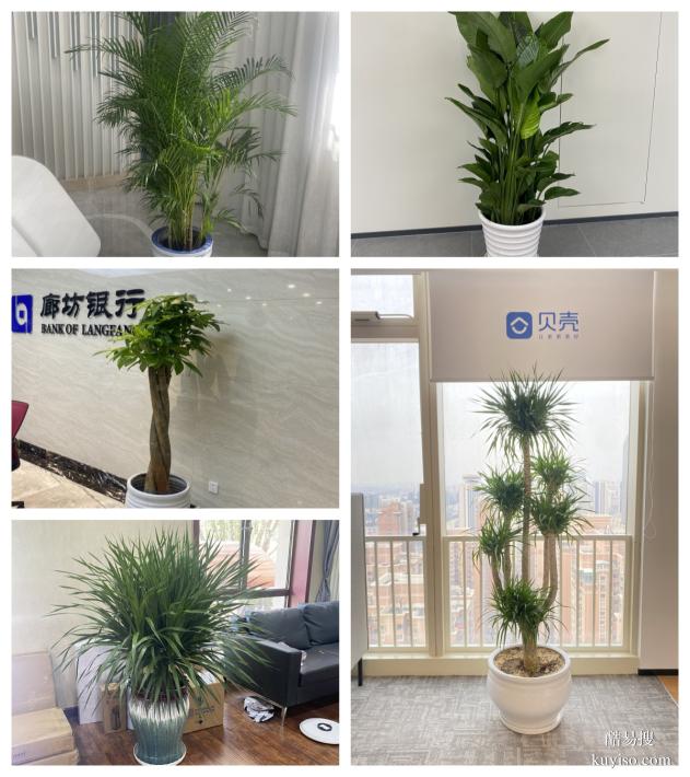 天津绿植租摆公司丨室内花卉租赁丨谷鑫亚泰绿植租赁公司