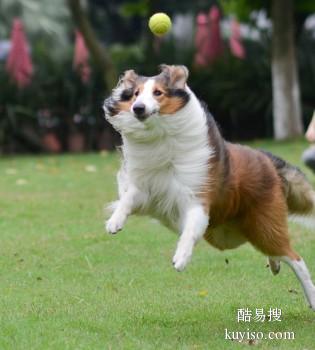 淮北杜集纠正坏习惯 训犬 欢迎致电详询