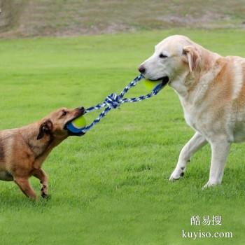 中山五桂山狗狗行为问题纠正 工作犬训练基地 可接送