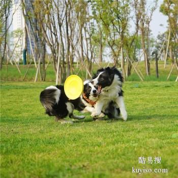 兰州七里河宠物训练学校 工作犬行为训练 接送上门