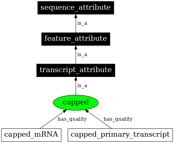 Graph image for SO:0000146