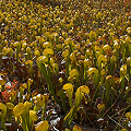 Darlingtonia habitat in California