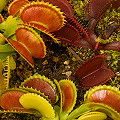 Dionaea