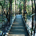 Sarracenia habitat in Louisiana