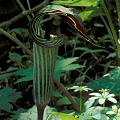 Arisaema triphyllum