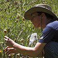 Darlingtonia work