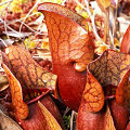 Sarracenia purpurea