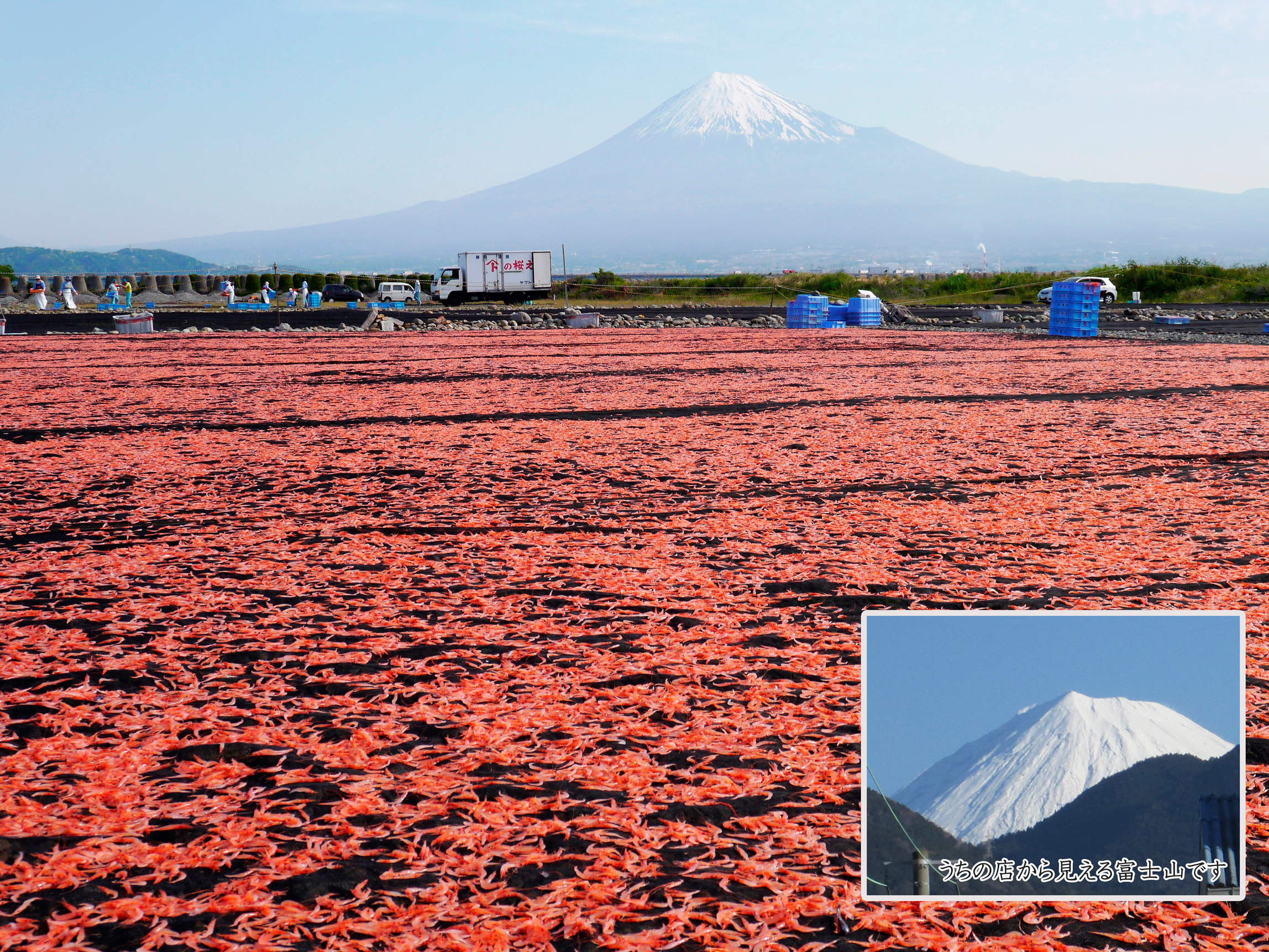 由比桜えび干し場