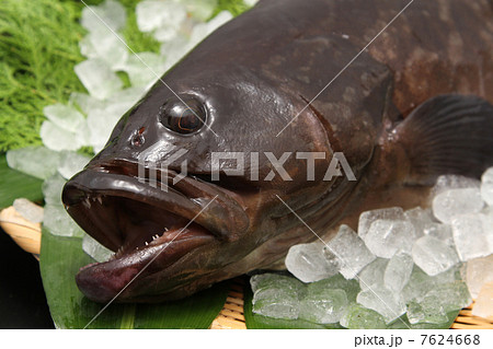 魚　鮮魚　あら　高級魚　 7624668