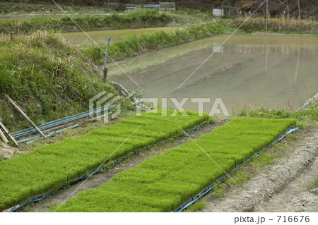 田植えの準備万端 716676