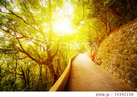 Asphalt road for tourists in the mountains. Sunset under the tre 14342156