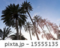 Silhouettes of Palm trees at sunset with blue sky 15555135