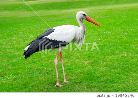 Stork on a background of green lawn 19845546