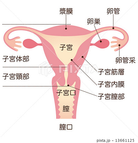 子宮　女性のからだ 13661125