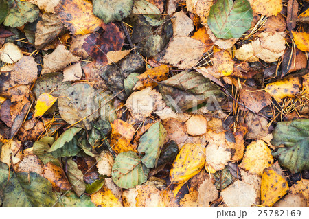 Colorful fallen autumnal leaves 25782169