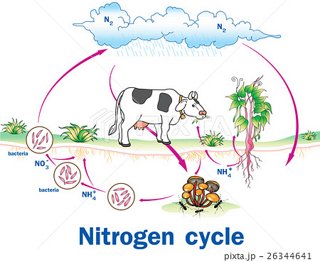 Vector illustration of  Nitrogen Cycle 26344641