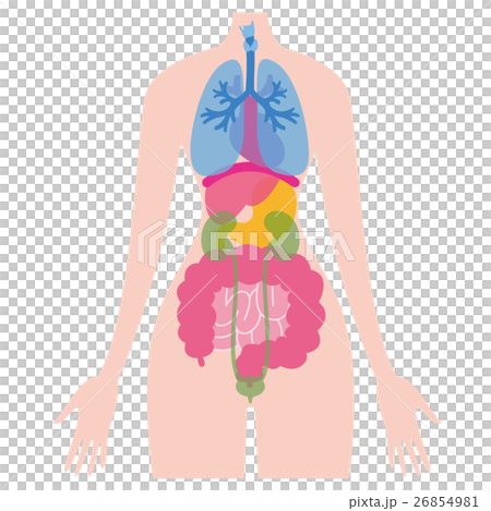 Illustration of the internal organs 26854981