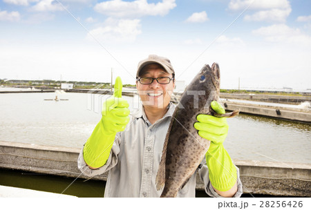 fisherman showing  fish before breeding fish pond 28256426