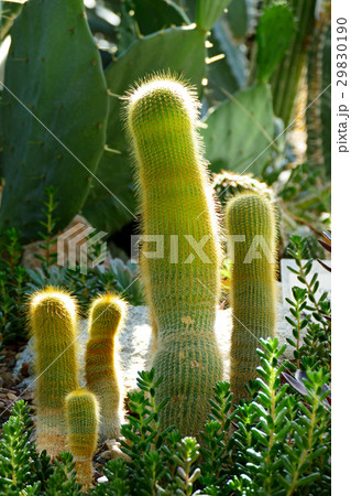 variety of cactus in a greenhouse 29830190