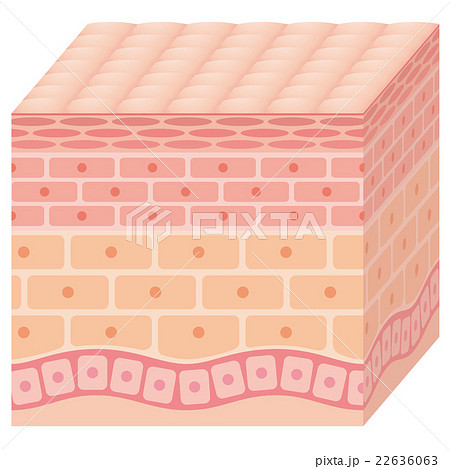 肌の断面図 22636063