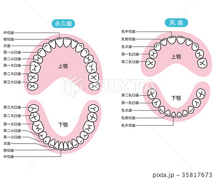歯の名称 35817673