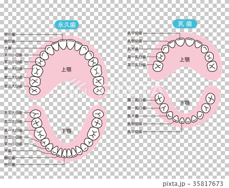 歯の名称 35817673
