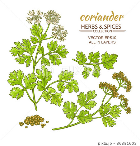 coriander vector set 36381605